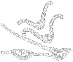 Bryoerythrophyllum recurvirostrum, leaf and costa cross-sections. Drawn from J.E. Beever 26-40, CHR 612374.
 Image: R.D. Seppelt © R.D.Seppelt All rights reserved